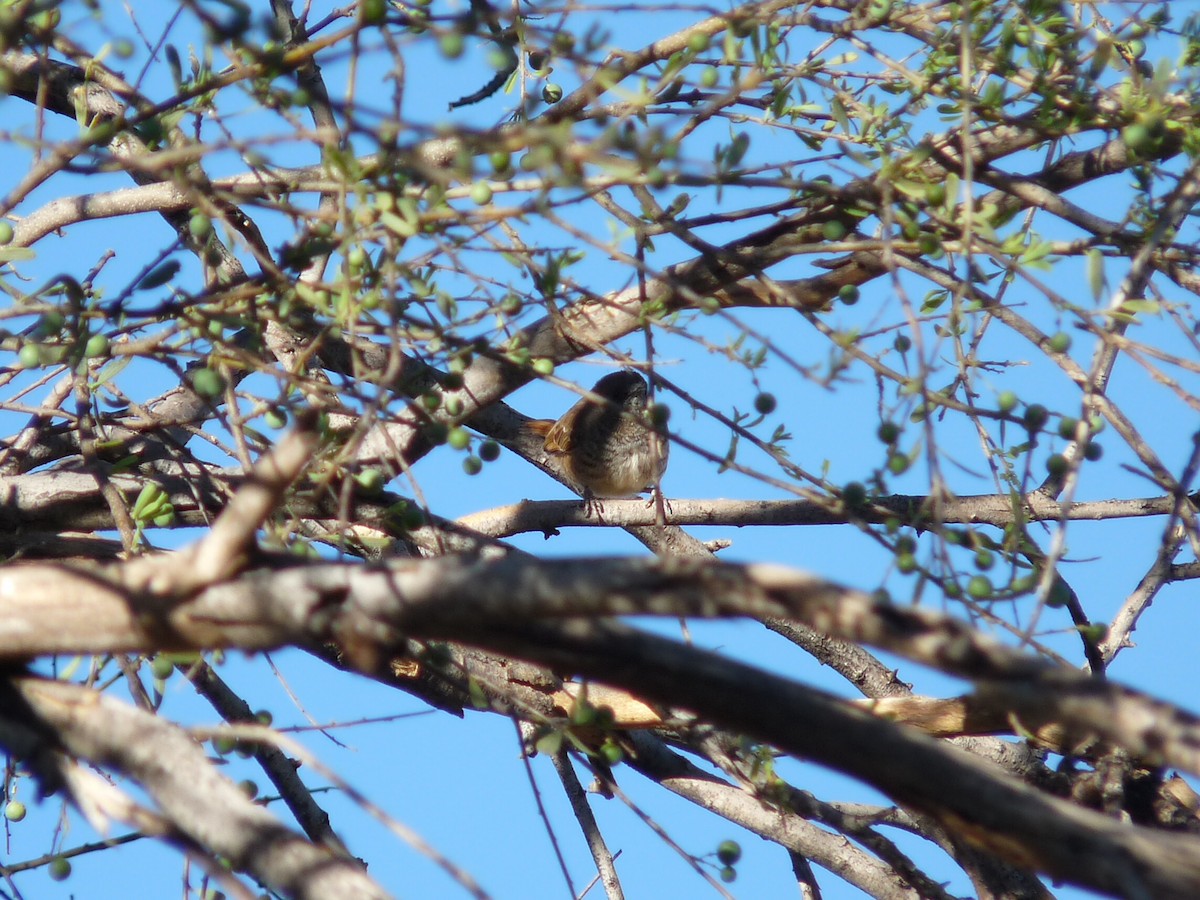 Barred Wren-Warbler - ML204960681