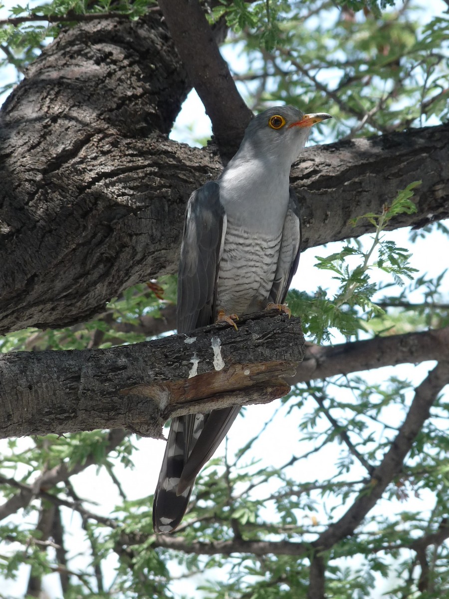 African Cuckoo - ML204960711