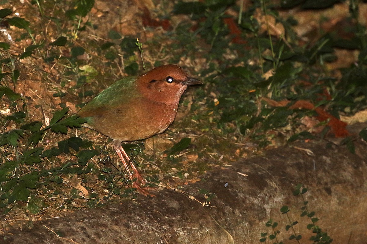 Rusty-naped Pitta - Charley Hesse TROPICAL BIRDING