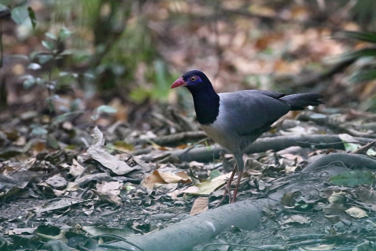 Coral-billed Ground-Cuckoo - ML204960751