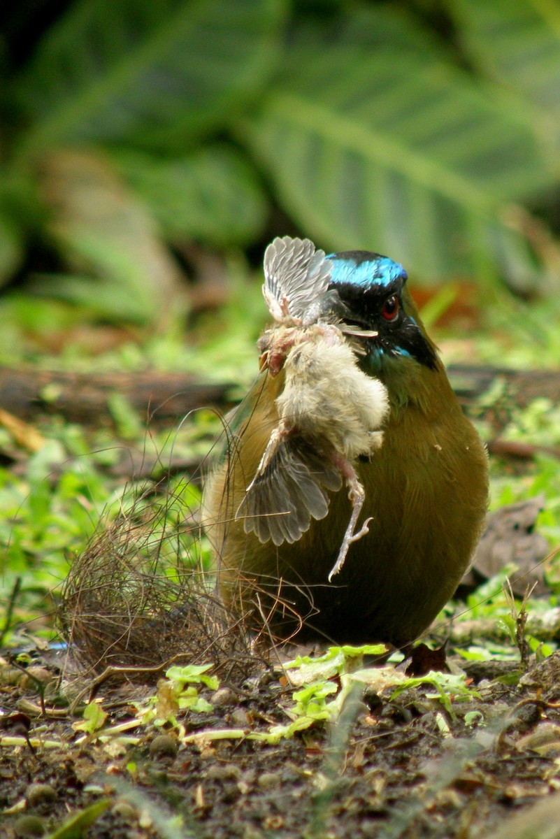 Lesson's Motmot - ML204960771
