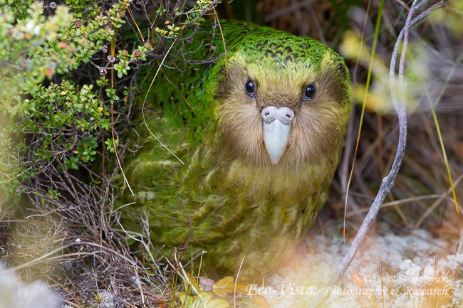 kakapo - ML204960781