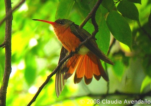 Cinnamon Hummingbird (Mainland) - Claudia Avendaño