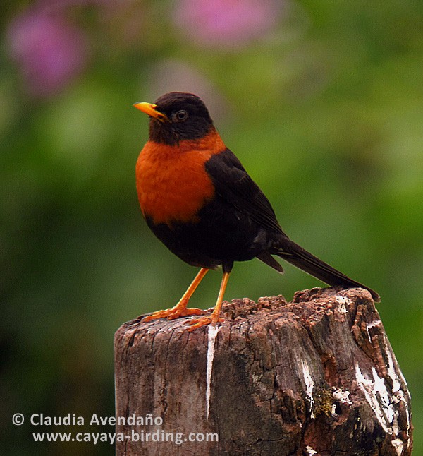 Rufous-collared Robin - Claudia Avendaño