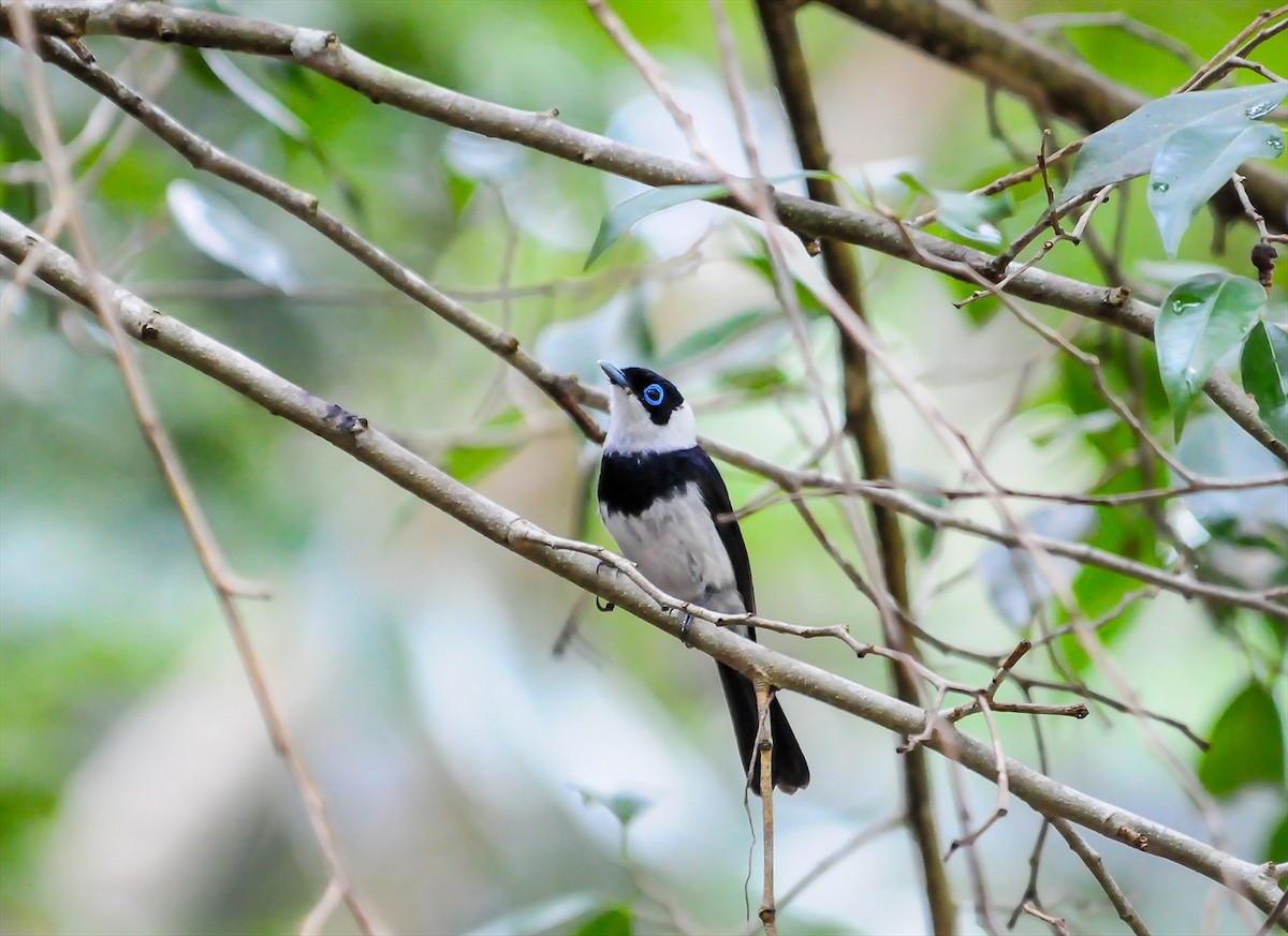 Pied Monarch - ML204961141