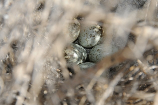 Turkestan Ground-Jay - ML204961261