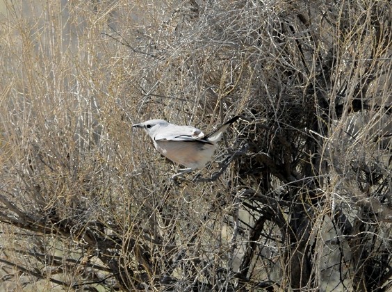 Turkestan Ground-Jay - ML204961301