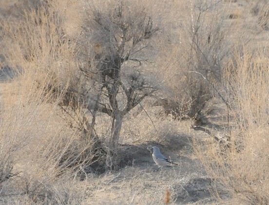Turkestan Ground-Jay - ML204961321