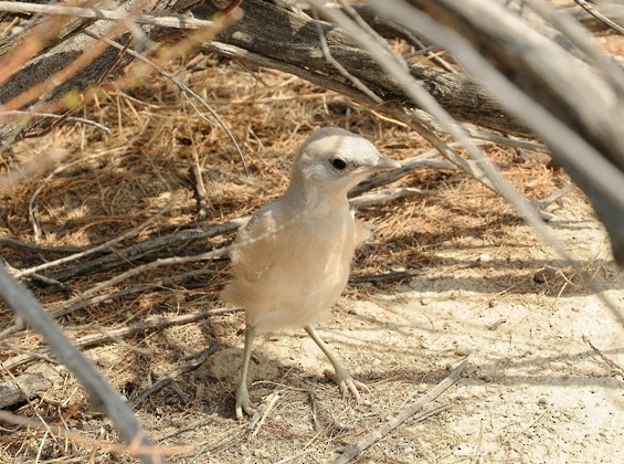 Turkestan Ground-Jay - ML204961331