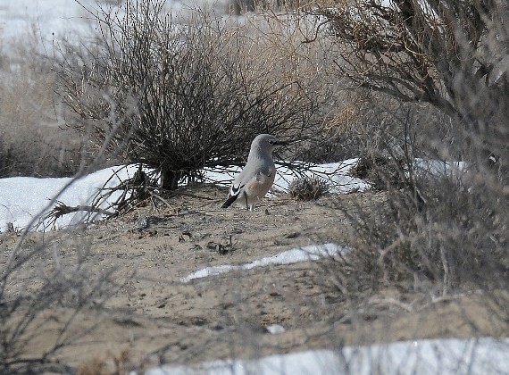 Turkestan Ground-Jay - ML204961371