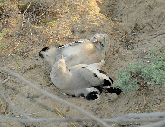 Turkestan Ground-Jay - ML204961381