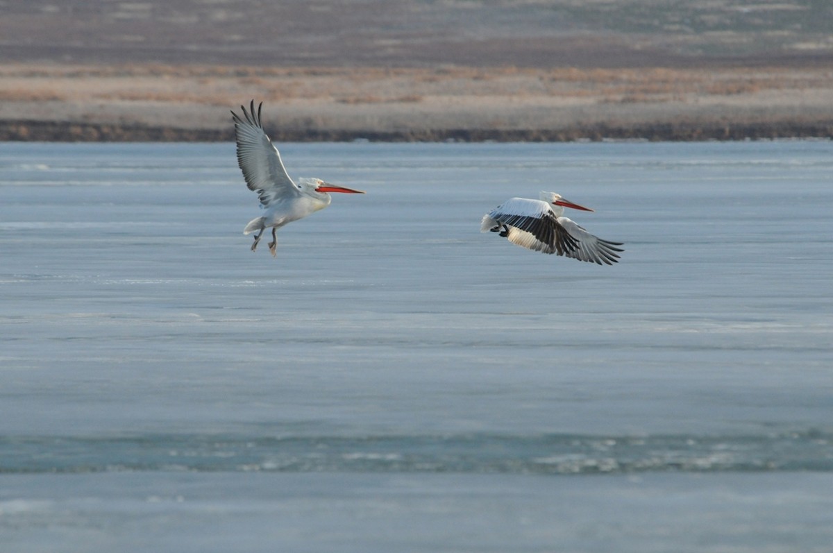 Dalmatian Pelican - ML204961451