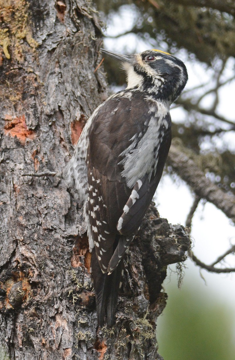 Eurasian Three-toed Woodpecker (Eurasian) - ML204961501