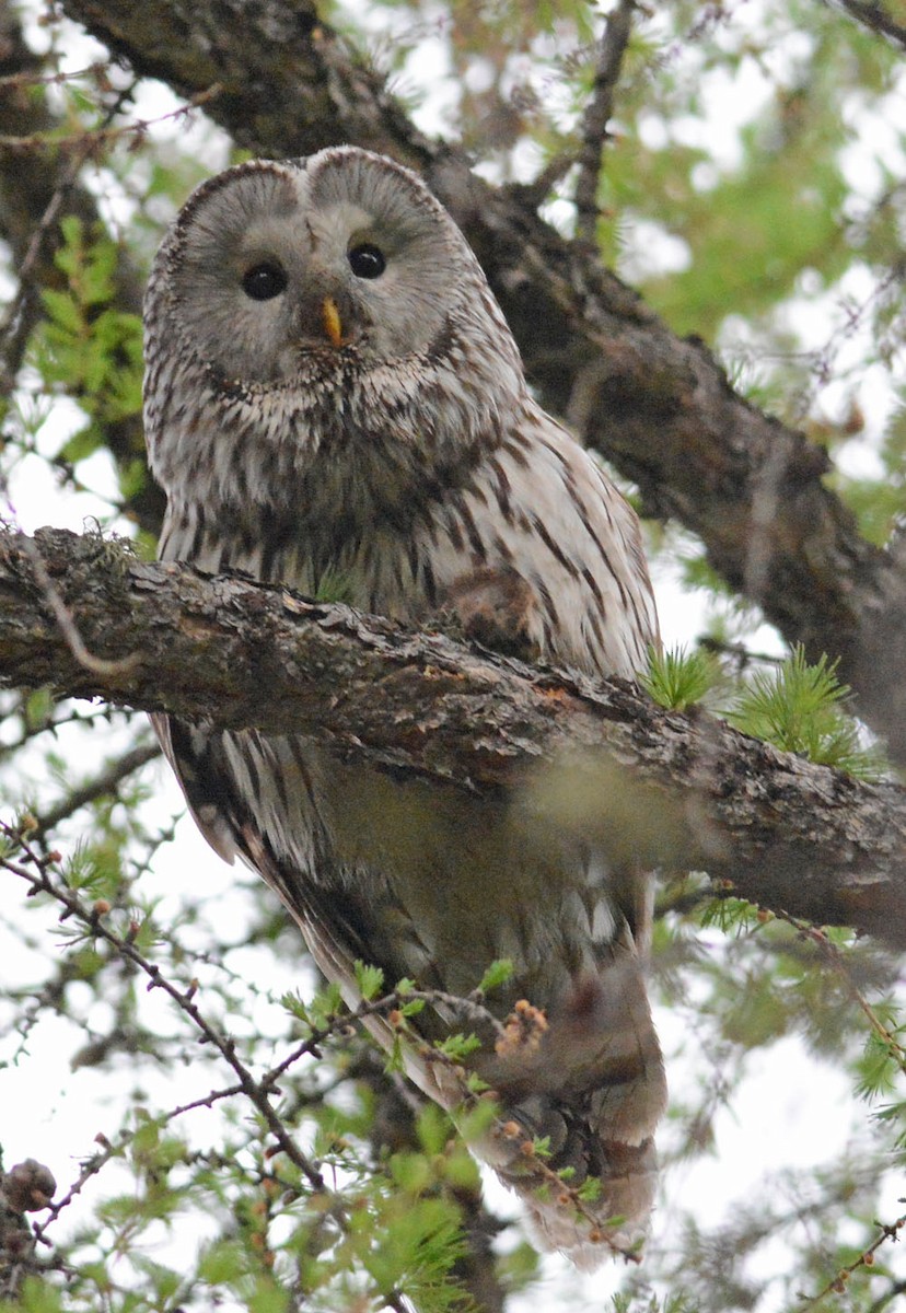 Ural Owl - ML204961521