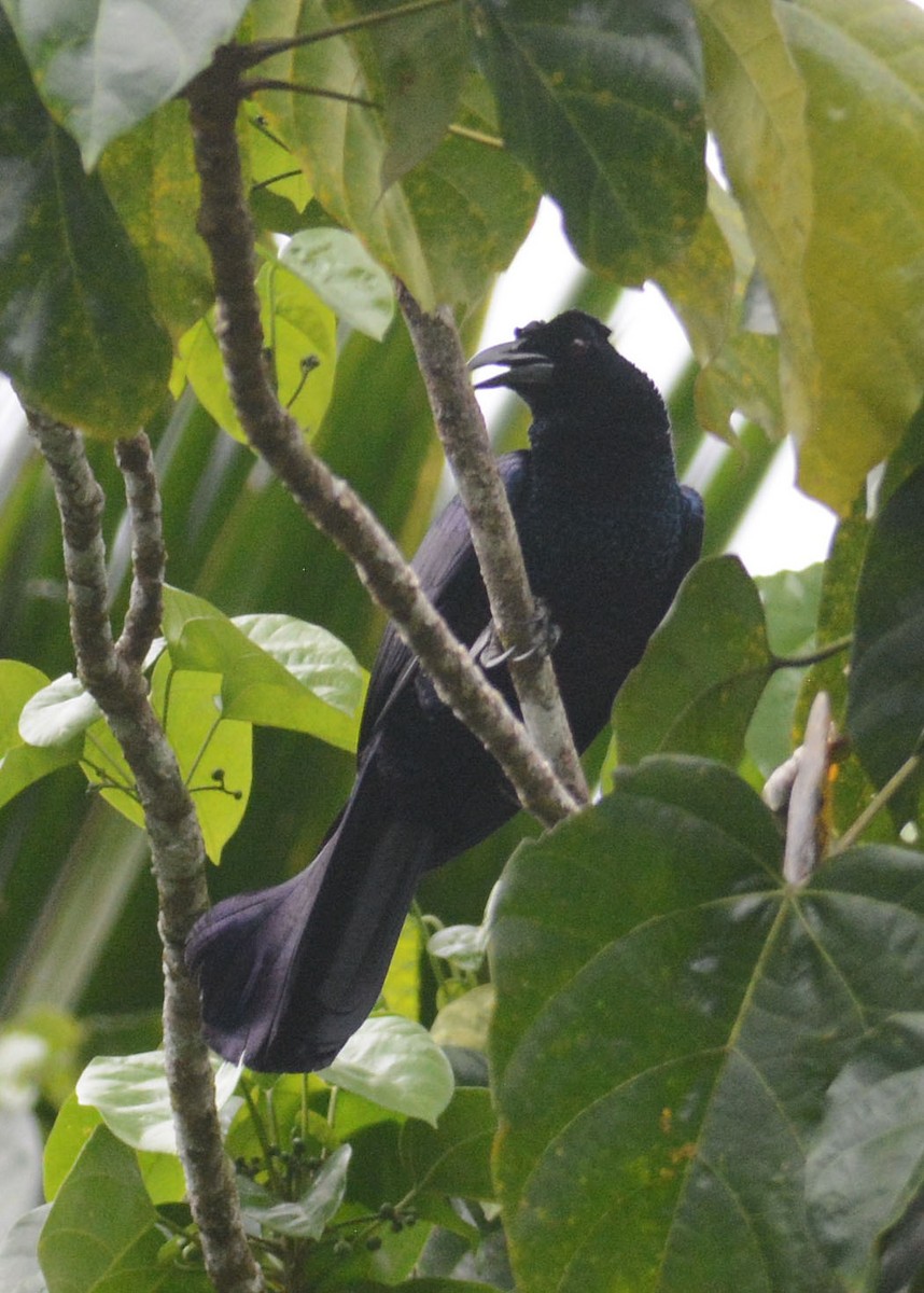 Curl-crested Manucode - ML204961561