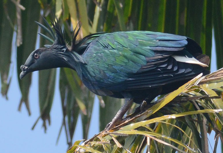 Nicobar Pigeon - ML204961591