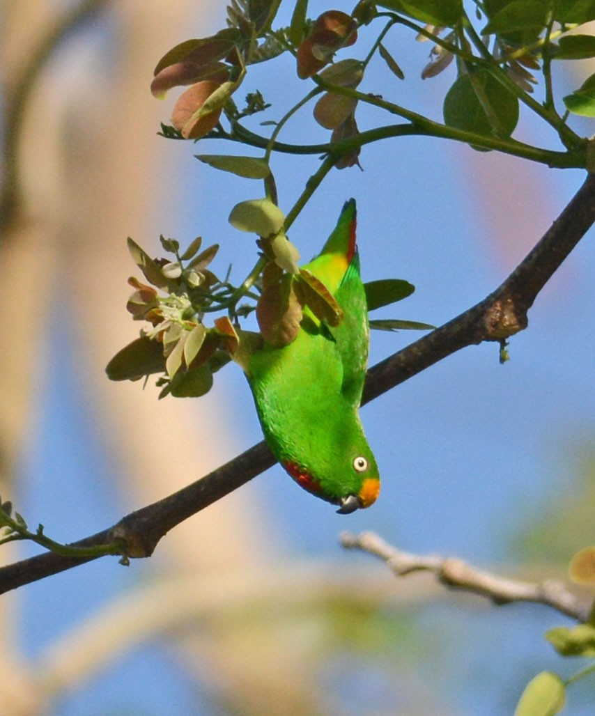 Papuan Hanging-Parrot - Mark Van Beirs