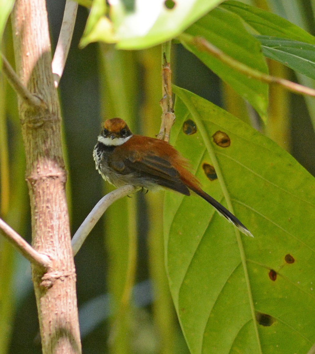 Manus Fantail - Mark Van Beirs