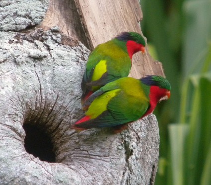 Kuhl's Lorikeet - Mark Van Beirs
