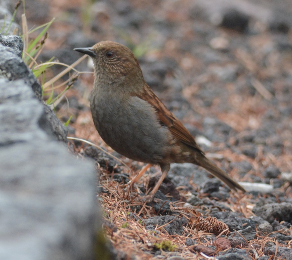 Japanese Accentor - Mark Van Beirs