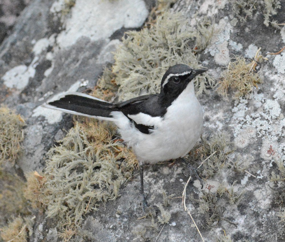 Angola Cave-Chat - ML204961801