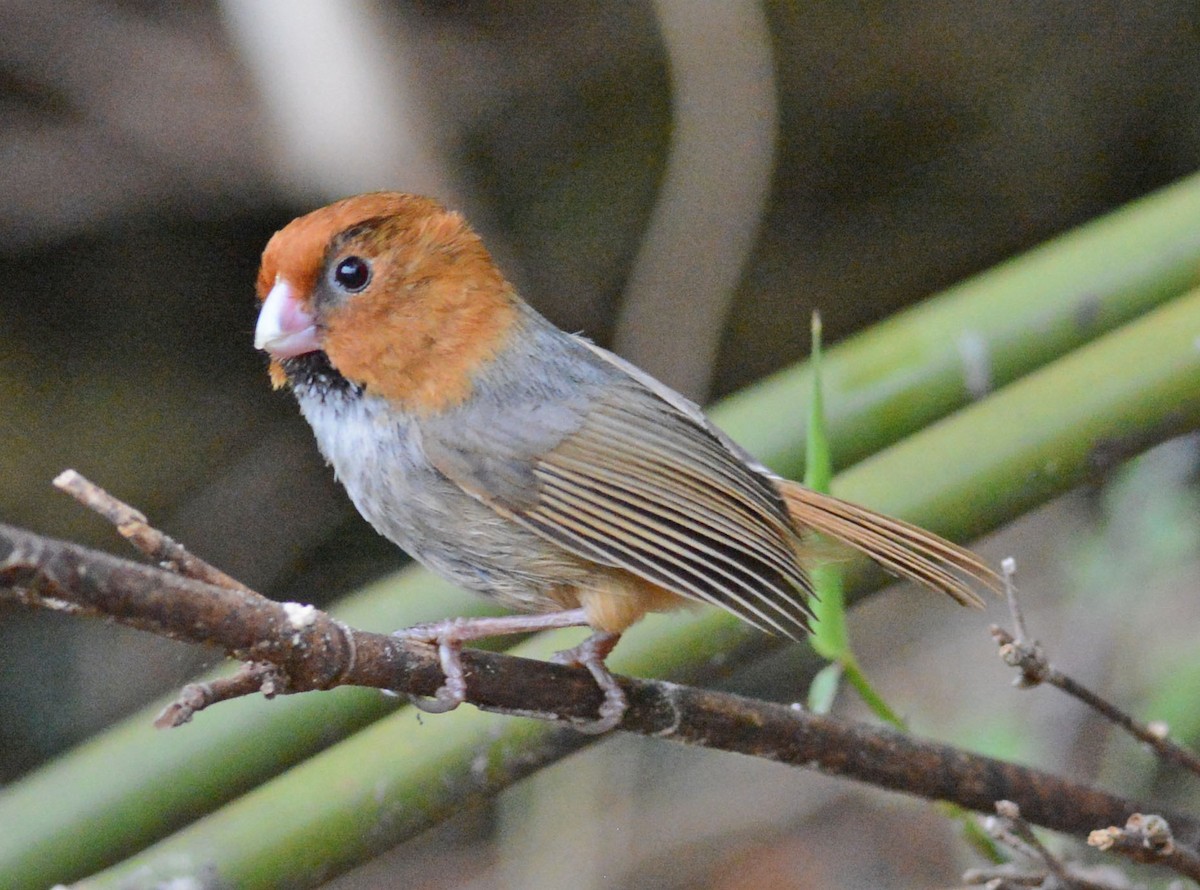 Short-tailed Parrotbill - ML204961841