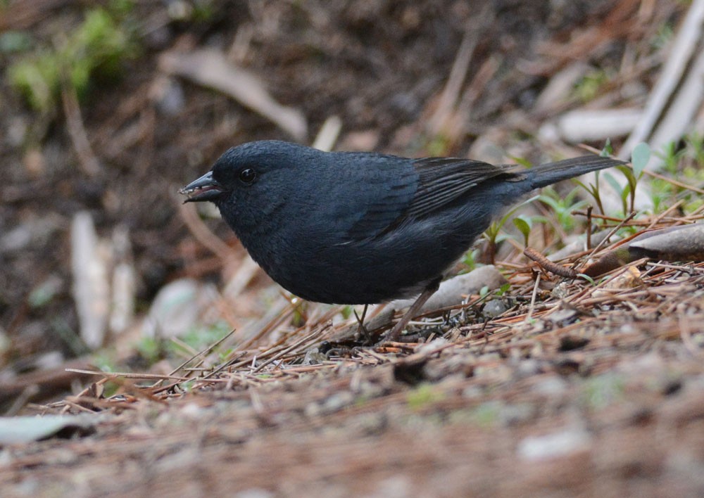 Slaty Bunting - Mark Van Beirs