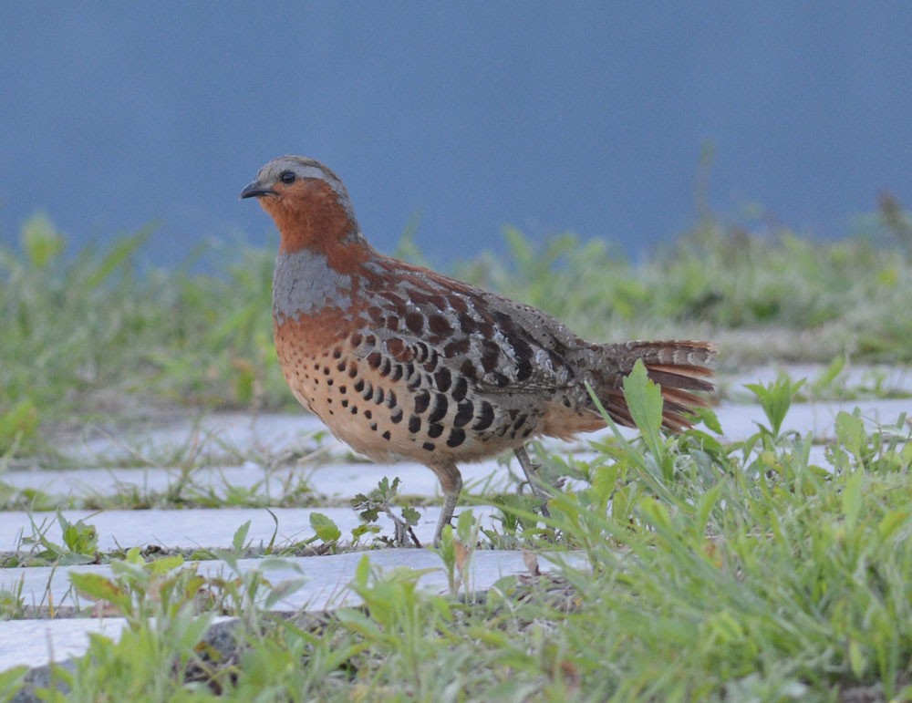 Chinese Bamboo-Partridge - Mark Van Beirs