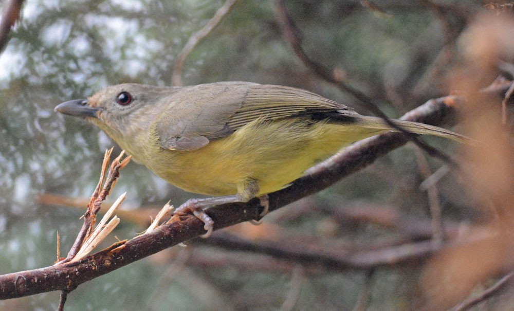 Blue Mountain Vireo - ML204961891