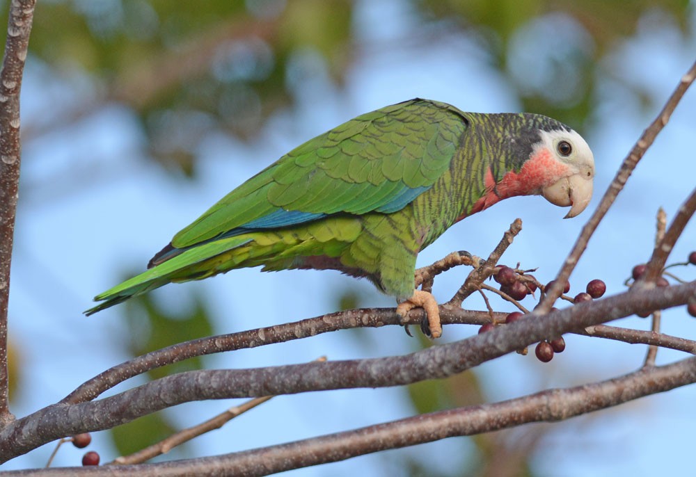 amazoňan kubánský (ssp. bahamensis) - ML204961921