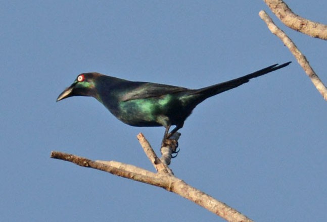 White-eyed Starling - ML204961941