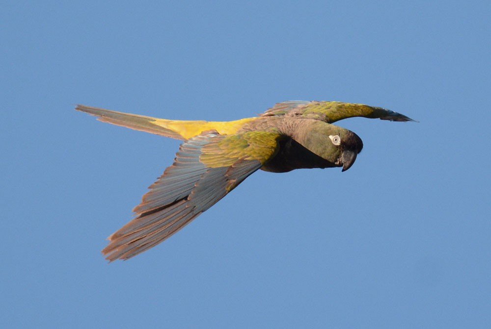 Скальный попугай (patagonus/conlara) - ML204961981