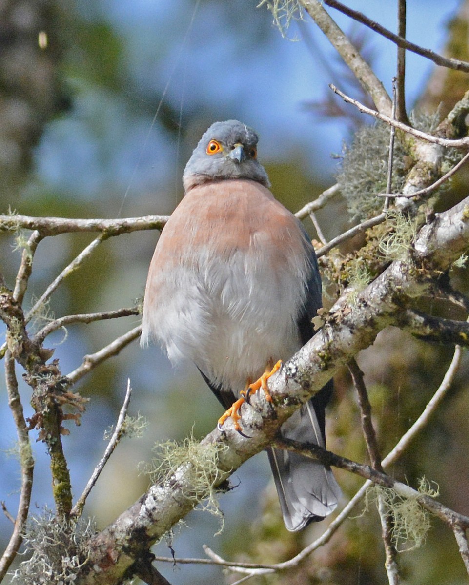 Small Sparrowhawk - ML204962011