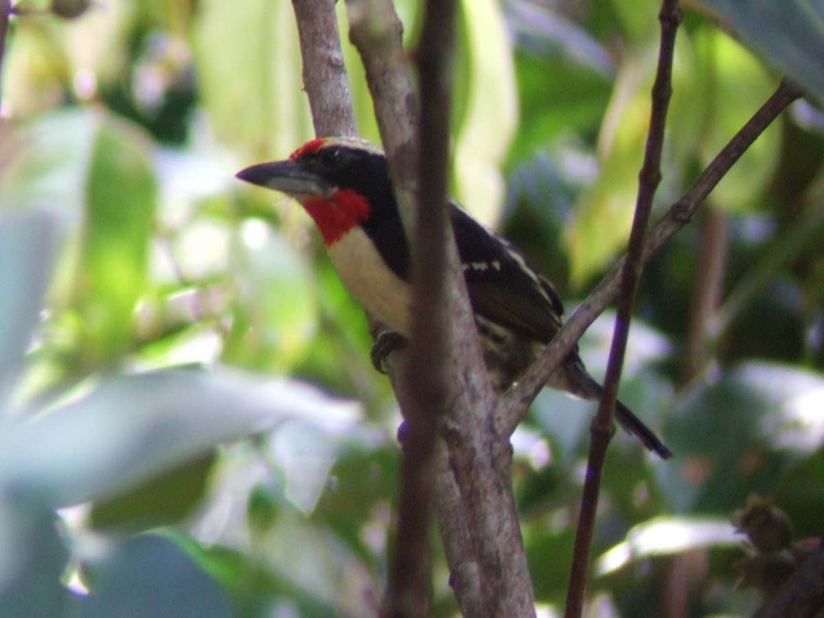 Black-spotted Barbet - ML204962021