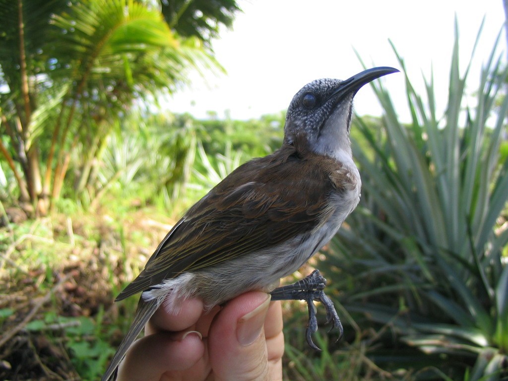 Vanuatu Honeyeater - ML204962051