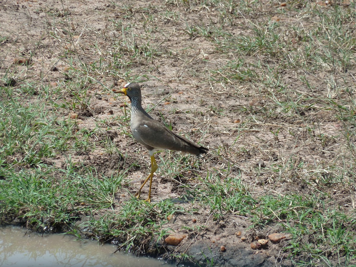 Wattled Lapwing - ML204962101