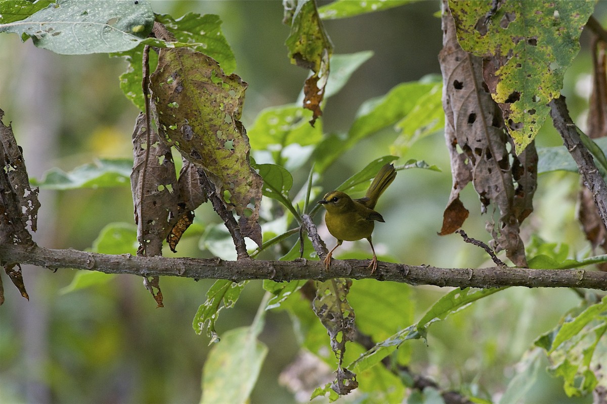 Citrine Warbler (Peruvian) - Marc FASOL