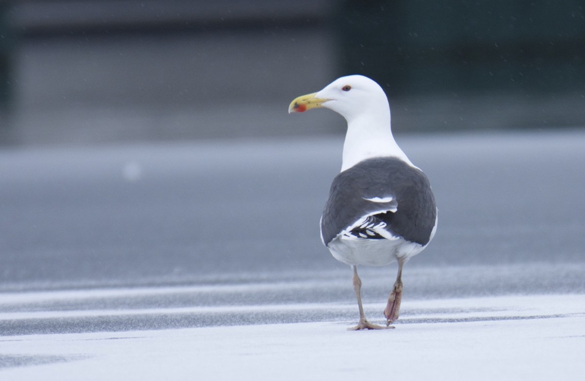 Great Black-backed Gull - ML204962671