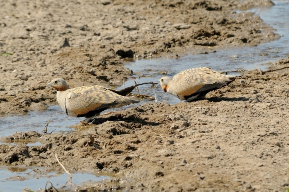 Black-bellied Sandgrouse - ML204963401