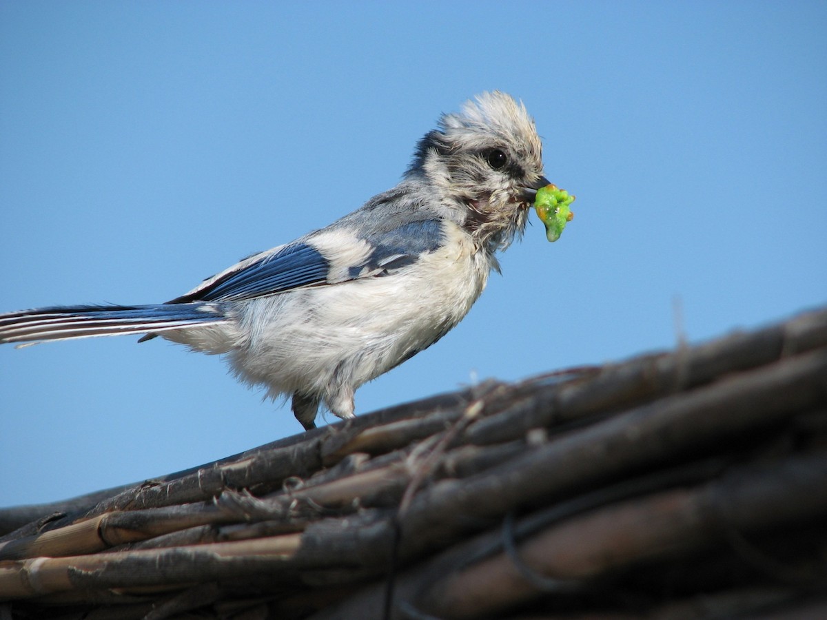 Azure Tit - ML204963431