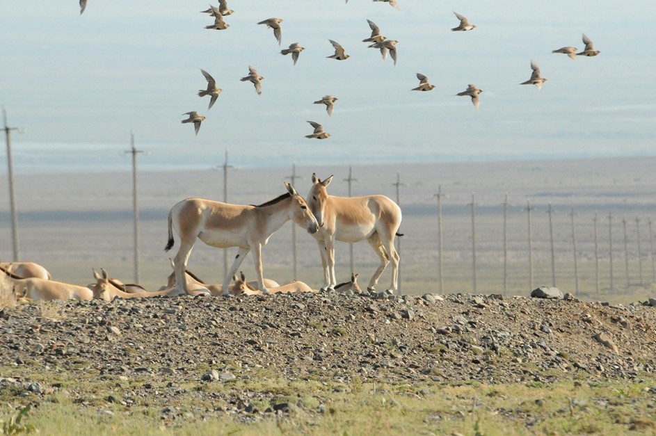 Pallas's Sandgrouse - ML204963481