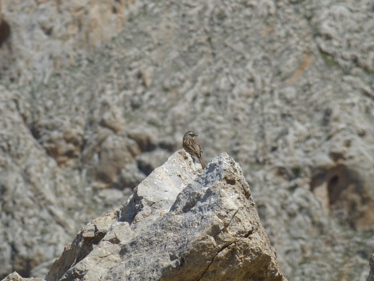 Radde's Accentor (Radde's) - Olivier Boissier