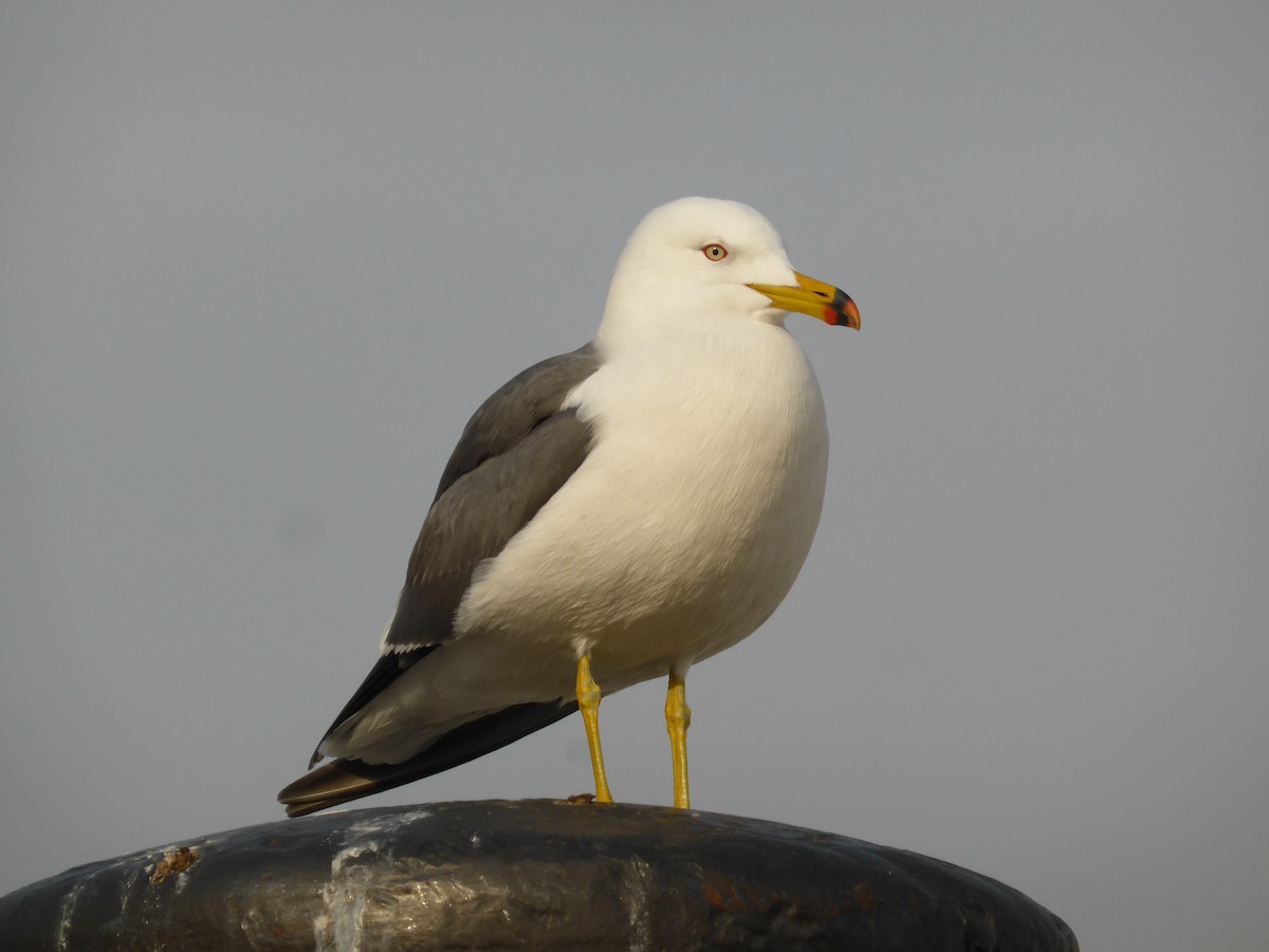 Black-tailed Gull - ML204963781