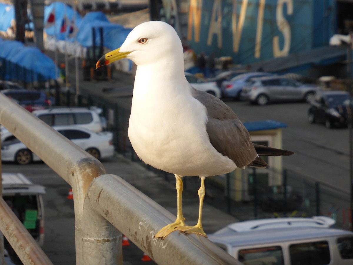 Black-tailed Gull - ML204963791