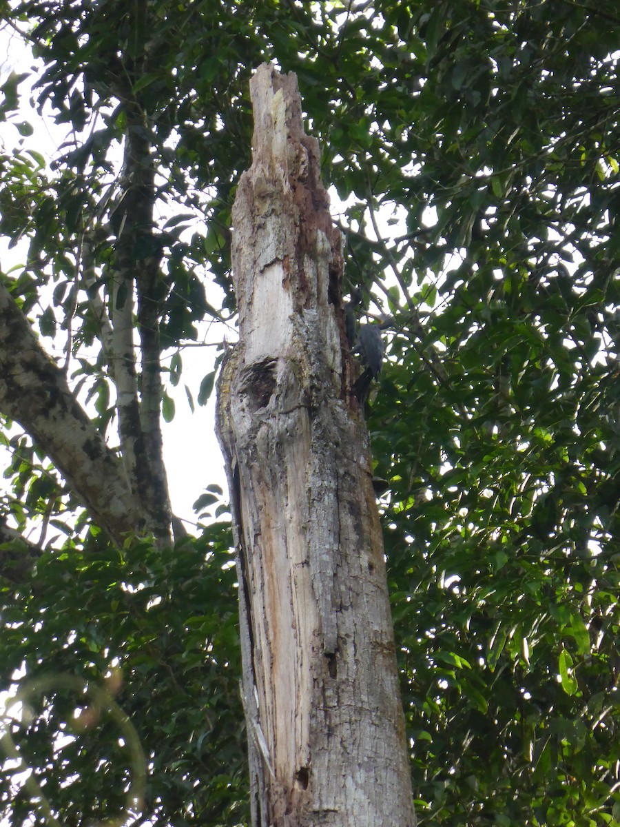 Great Slaty Woodpecker - ML204963841