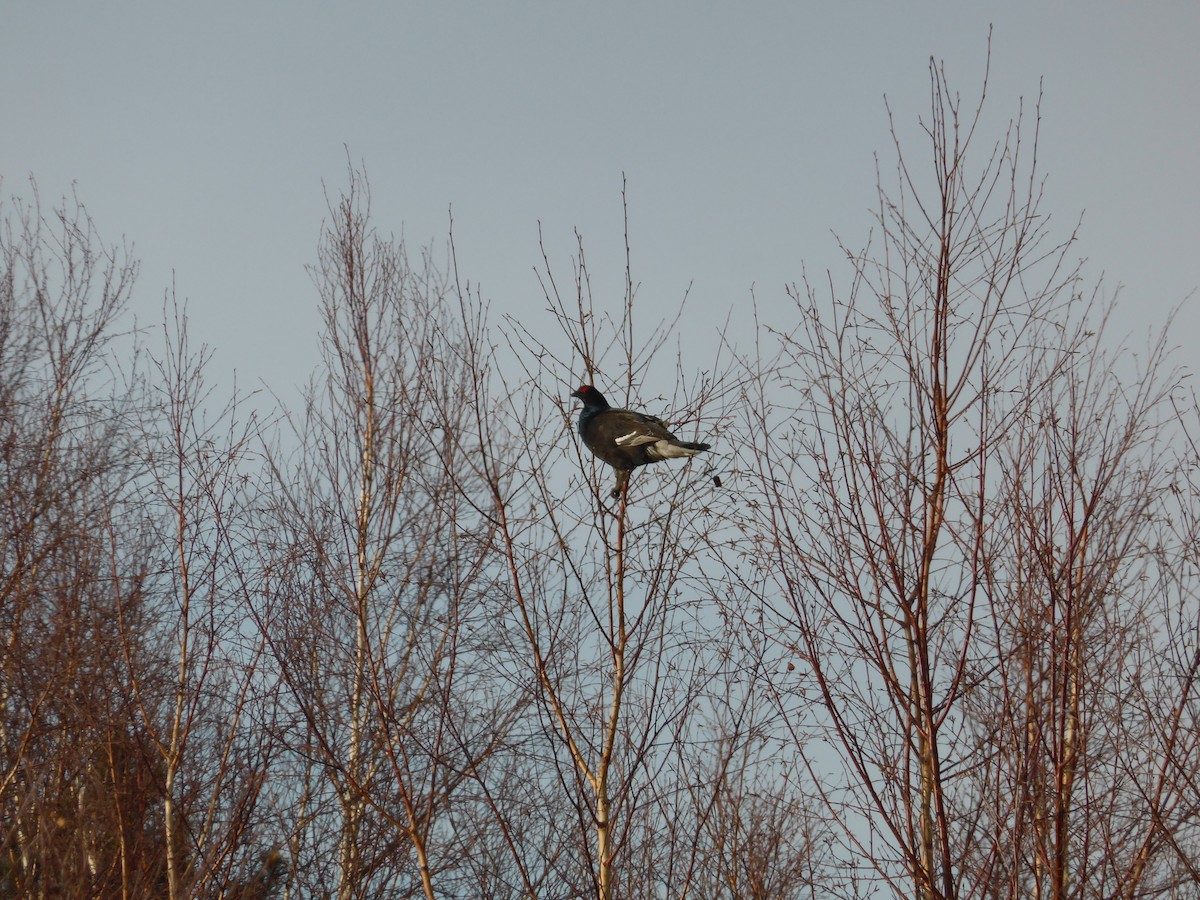 Black Grouse - ML204963871