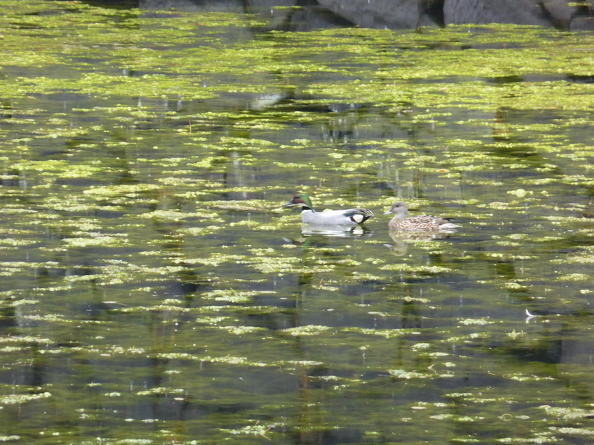 Falcated Duck - ML204963911