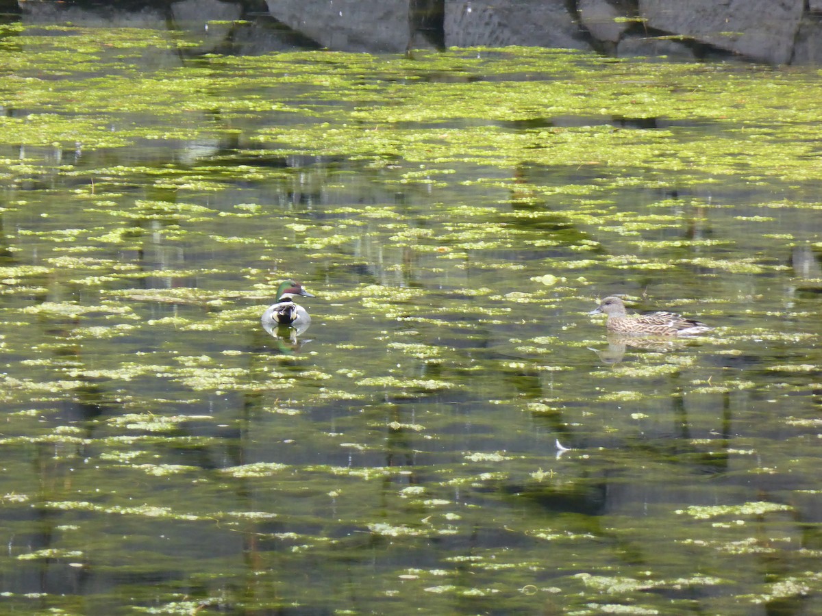 Falcated Duck - ML204963921