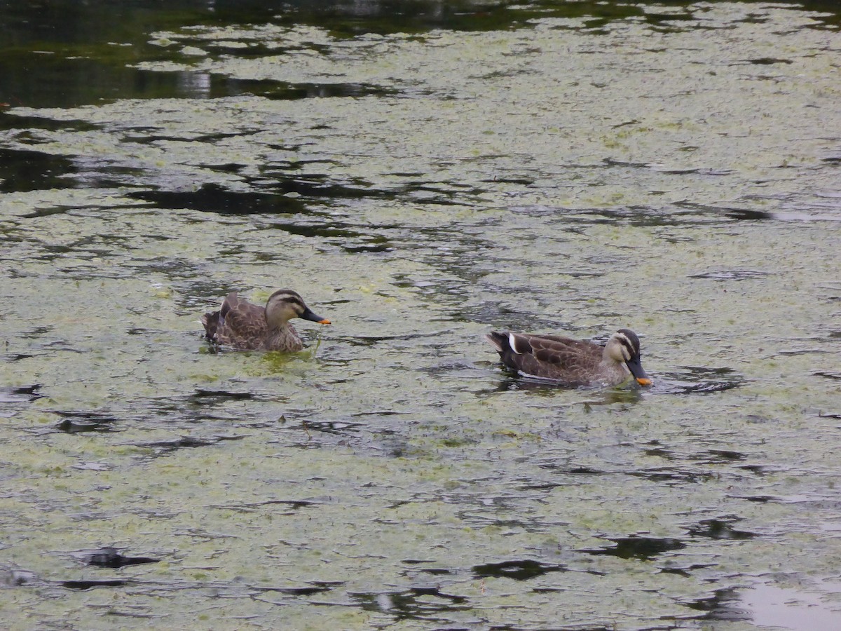 Eastern Spot-billed Duck - ML204963931