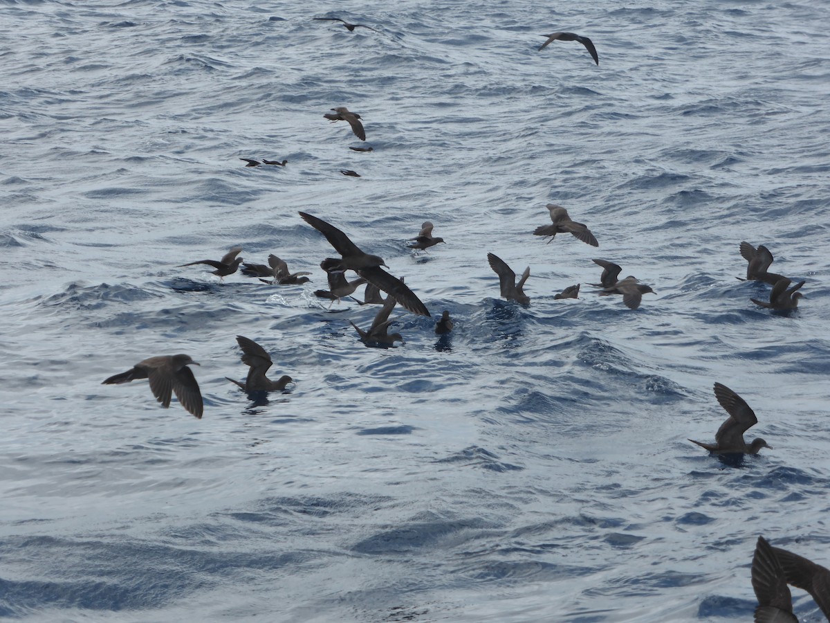 Wedge-tailed Shearwater - ML204964041